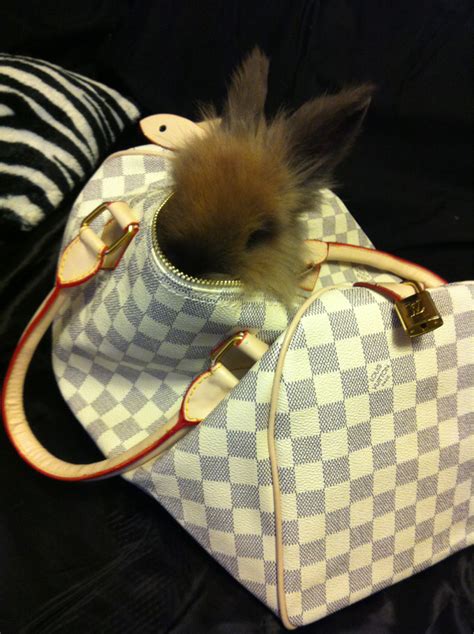 louis vuitton bunny bag|louis vuitton petit noir.